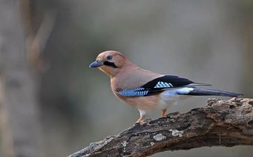 幼儿园有关鸟的教案推荐8篇