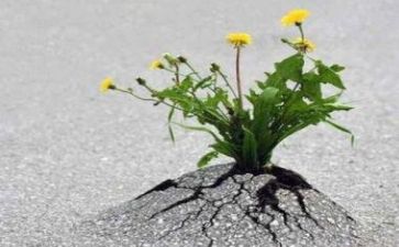 顺境或逆境作文8篇