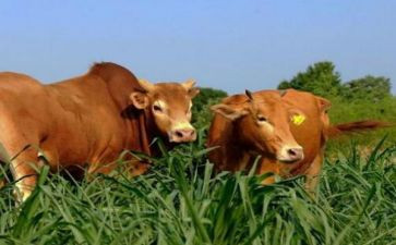 幼儿园小班画蜗牛教案推荐8篇