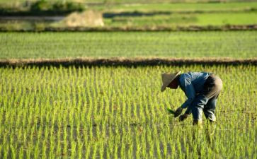 农民合同通用6篇