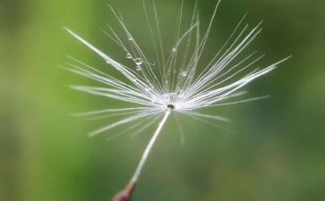 中班蒲公英教案5篇