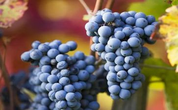 《葡萄》作文推荐8篇