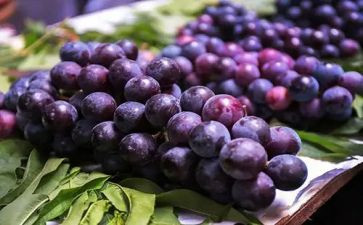 《葡萄》作文精选8篇