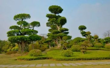 种树节植树活动方案策划6篇