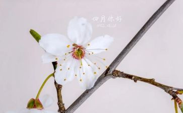 幼儿四月总结参考7篇