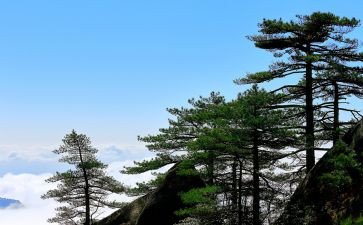 松鼠动物作文6篇