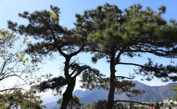 松树的作文通用6篇