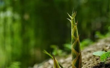 笋的秘密教案参考6篇