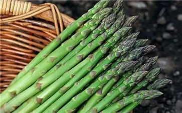 挖竹笋的作文600字8篇