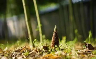 挖竹笋优秀作文6篇