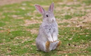 兔子和乌龟赛跑作文优秀5篇