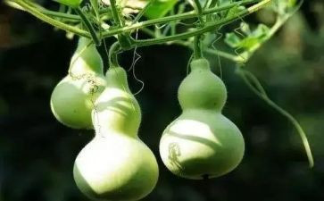 学葫芦丝的心得400字6篇