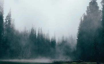 雾的读后感800字优秀7篇