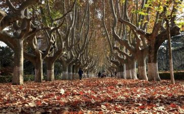 关于梧桐道的作文6篇