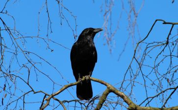 《乌鸦喝水》读后感6篇