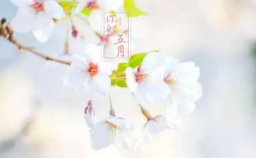 大班教师五月份工作总结5篇