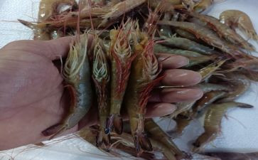 绘画虾教案优质7篇