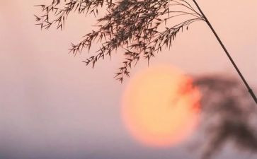 骆驼祥子读后感800字范文5篇