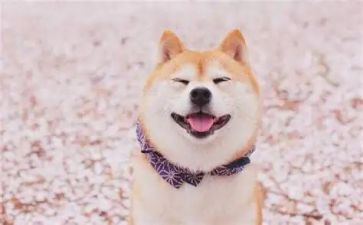 笑对困难演讲稿8篇