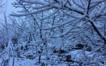 《下雪》的作文模板5篇