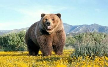 小班语言小熊请客教案6篇