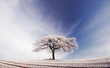 关于雪的读后感参考6篇