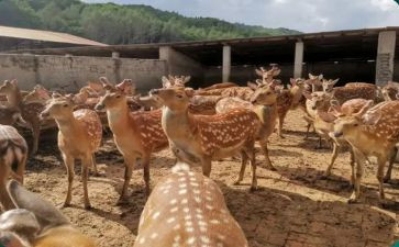 合同猪养殖合同8篇