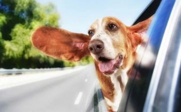 有趣的生活作文8篇