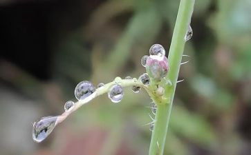 幼儿园大班《雨》教案最新5篇