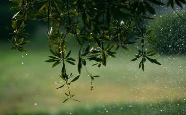 观雨读后感100字最新5篇