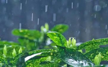 雨夜的读后感7篇
