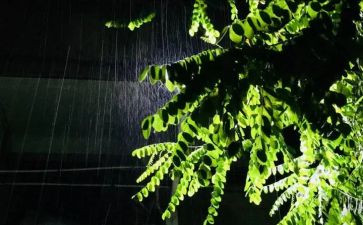 雨读后感200字最新5篇
