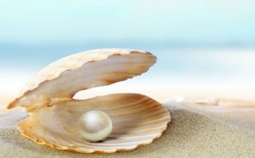 珍珠鸟的作文优质5篇