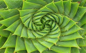 养植物教学反思7篇