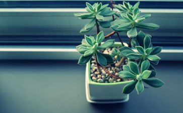 养植物的教案推荐8篇