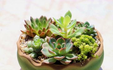 描写植物的作文300字7篇