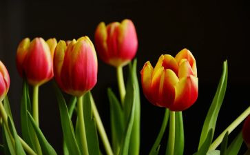 写植物的作文100字7篇