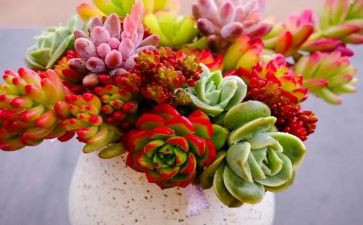 种植物的教案5篇