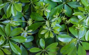去植物园的心得体会6篇