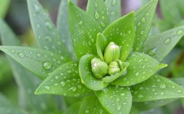 养植物的教案最新7篇
