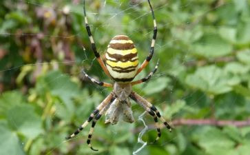 蜘蛛幼儿园教案8篇