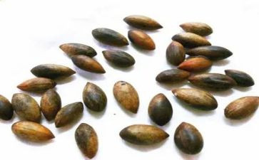 有关于种子的作文5篇