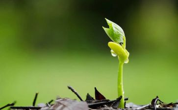 《种子的力》读后感5篇