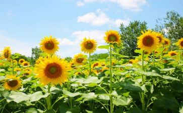 追求阳光作文5篇