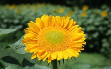 我的梦想我的追求演讲稿8篇