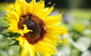 对梦想的追求的作文参考5篇