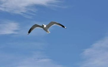 爱与自由的读书心得7篇