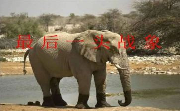《最后一头战象》的读后感600字7篇